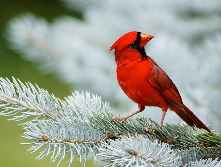 Cardinal Red Bird