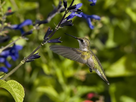 Green And Grey Hummingbird
