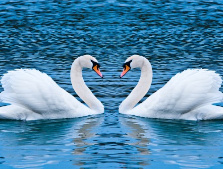 2 Swans Facing Each Other On Water
