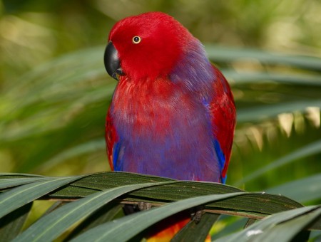 Red Purple And Blue Bird
