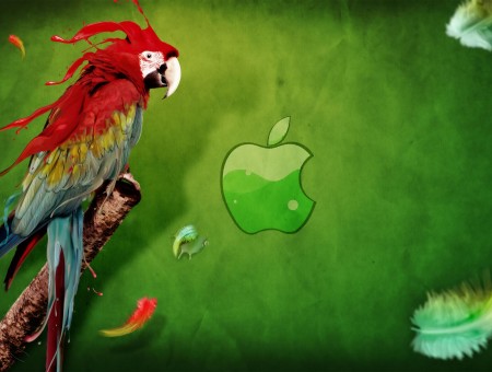 Red Blue Green Parrot Illustration