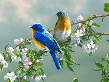 Blue Yellow And White Bird