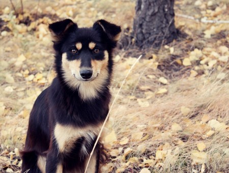 Black And Fawn Long-coated Medium-sized Dog