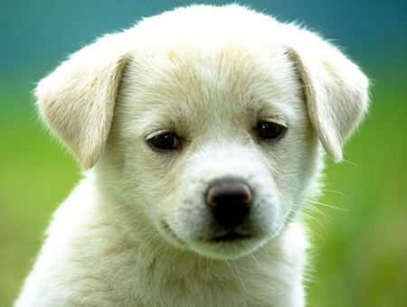 Yellow Labrador Retriever Puppy