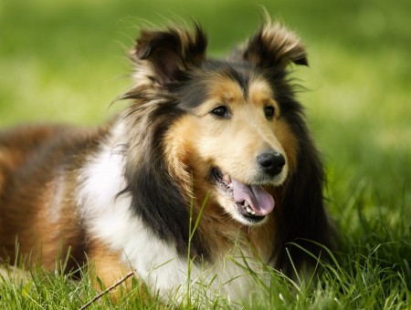 Tan And White Border Collie