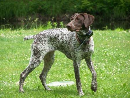 Brown And White Shorthaired German Pointer