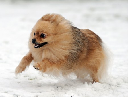 Lemon Pomeranian Dog