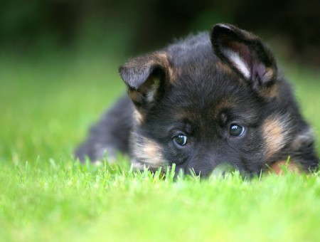Black And Brown Puppy