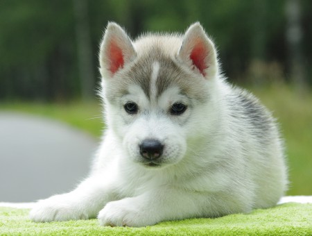 Gray And White Alaskan Malamute Puppy