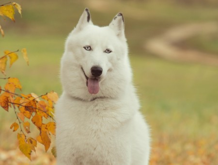 White Long Coated Medium Dog