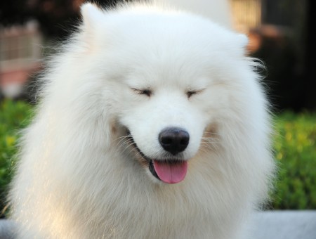 White Long Coat Large Dog
