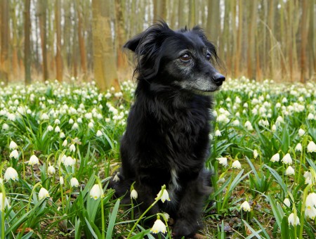 Black Short Haired Medium Size Dog