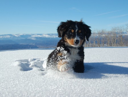 Tricolor Bernese Mountain Puppy