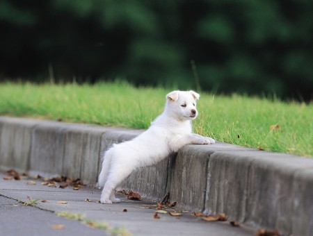 White Short-coated Puppy