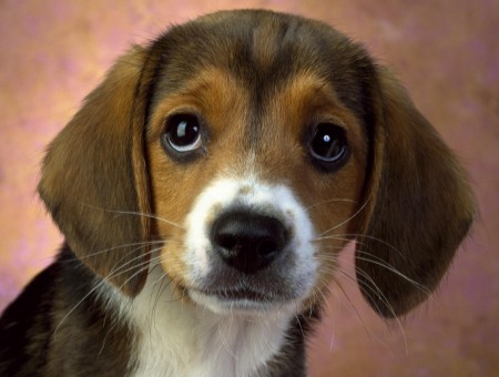 White And Brown Beagle Puppy