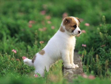White And Brown Puppy