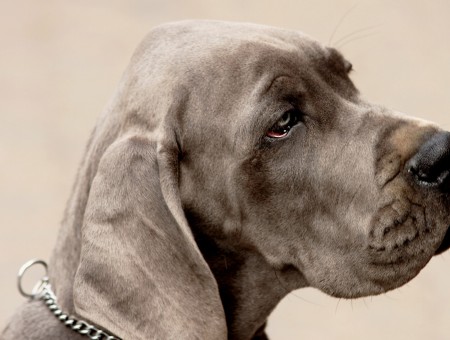 Gray Short Haired Medium Size Dog