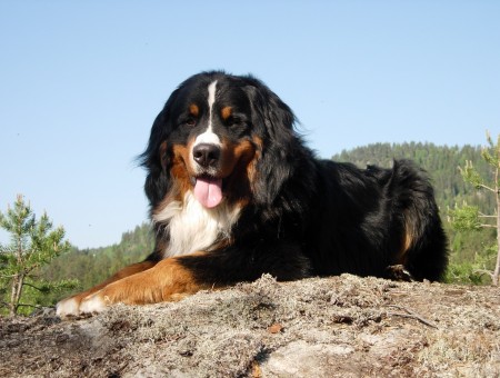Tricolor Bernese Mountain Dog