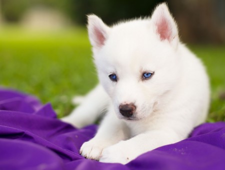 White Siberian Husky Puppy