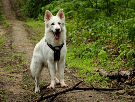 White Coated Dog