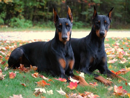 Black And Brown Doberman