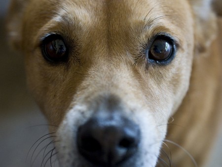 Tan Jack Russell Terrier
