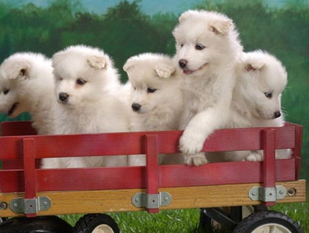 White Samoyed Puppies