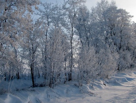 White Frozen Tree