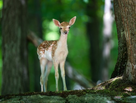 Brown And White Deer