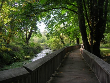 Wooden Walk Bridge