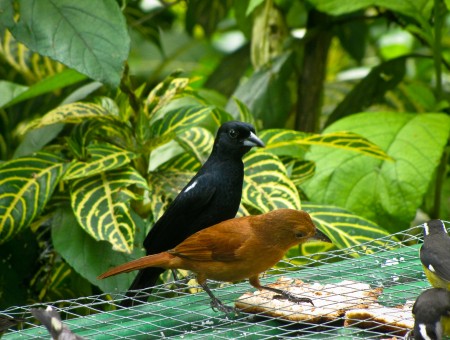 Yellow And Brown Bird