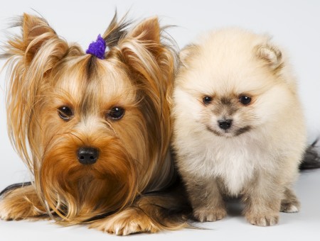 Black And Tan Yorkshire Terrier