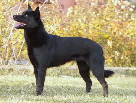 Black Medium Sized Dog