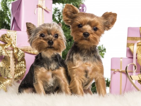 Black And Tan Yorkshire Terrier