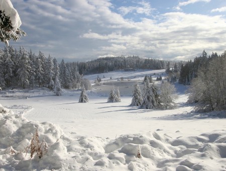 Snow Field