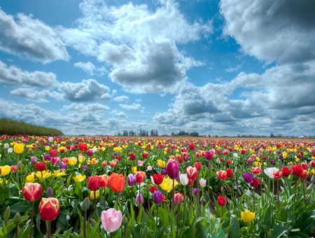 A Field Of Tulips