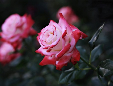 Pink And Red Rose