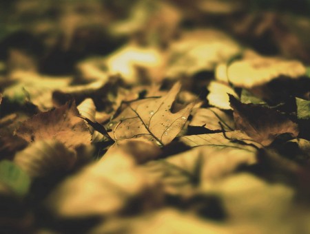 Brown Palmate Leaves