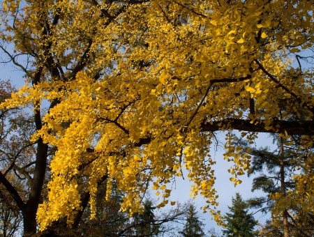 Yellow And Brown Tree