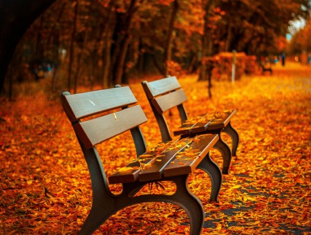 Autumn Leaf Park Bench Photo
