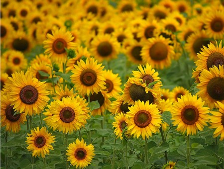 Orange Field of Sunflowers