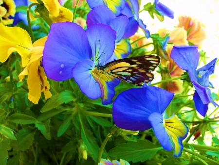 Yellow Blue And Black Butterfly