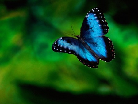 Blue Black And White Butterfly