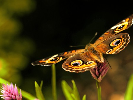 Brown And Yellow Butterfly