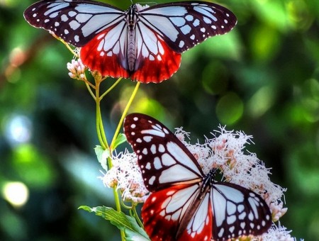 White Brown An Black Butterfly