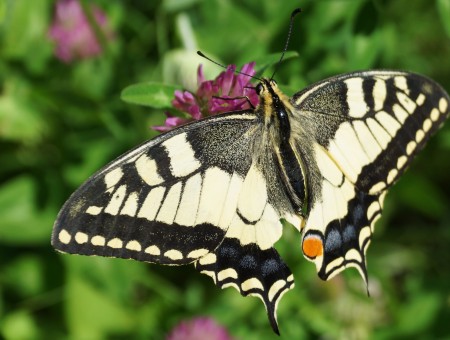 Black Grey And White Moth Butterfly