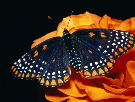 Black Orange And White Butterfly