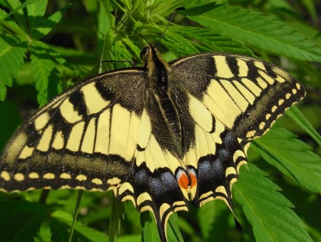 Beige And Black Butterfly