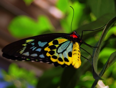 Yellow Black And Blue Butterfly