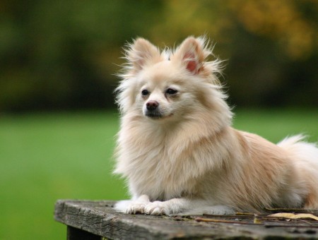 Tan Pomeranian Dog